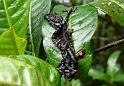 727 Leaf tailed Gecko